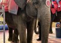 Geriatric Elephant Viola Desperately Needs Your Help!