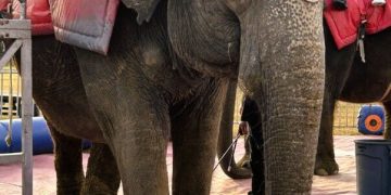 Geriatric Elephant Viola Desperately Needs Your Help!