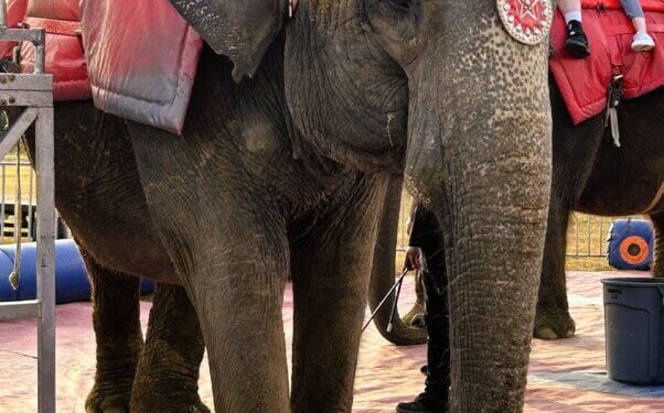 Geriatric Elephant Viola Desperately Needs Your Help!