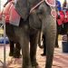 Geriatric Elephant Viola Desperately Needs Your Help!