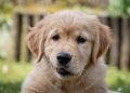 Growing Pains: What to Expect as Your Puppy Transitions to Adulthood
