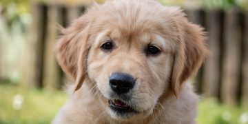 Growing Pains: What to Expect as Your Puppy Transitions to Adulthood