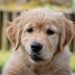 Growing Pains: What to Expect as Your Puppy Transitions to Adulthood