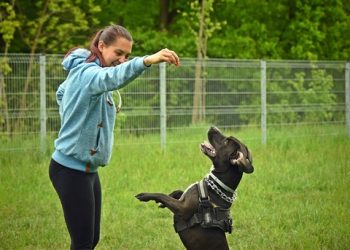 Healthy Puppy, Happy Home: Vital Tips for New Owners