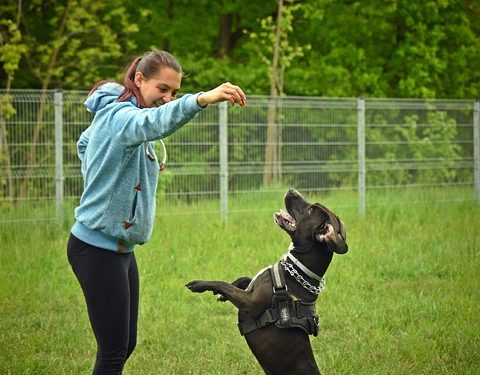 Healthy Puppy, Happy Home: Vital Tips for New Owners Healthy Puppy, Happy Home: Vital Tips for New Owners