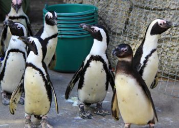 Heythrop Zoo to Close It’s Doors for Good