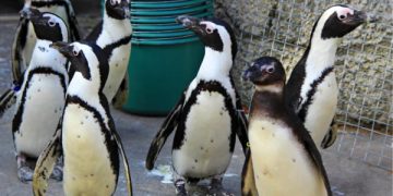 Heythrop Zoo to Close It’s Doors for Good