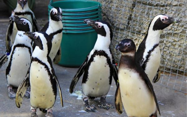 Heythrop Zoo to Close It’s Doors for Good Heythrop Zoo to Close It’s Doors for Good