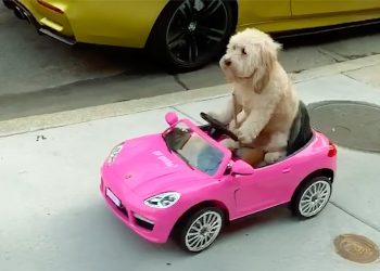 Hilarious Animal Videos to Make You Laugh | Funny Dog & Cat Videos