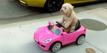 Hilarious Animal Videos to Make You Laugh | Funny Dog & Cat Videos