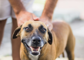 How to Manage Your Dog’s Seasonal Allergies