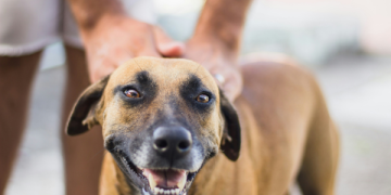 How to Manage Your Dog’s Seasonal Allergies How to Manage Your Dog’s Seasonal Allergies