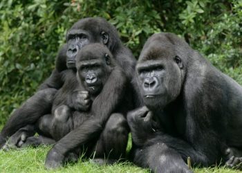 Jock the Gorilla: Another Victim of a Life in Captivity