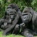Jock the Gorilla: Another Victim of a Life in Captivity