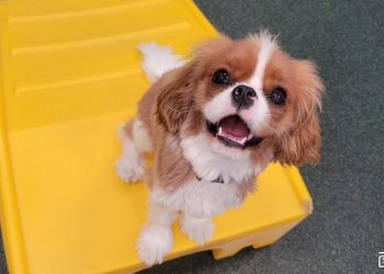 Learning Through Play: How Puppies Thrive at Dogtopia