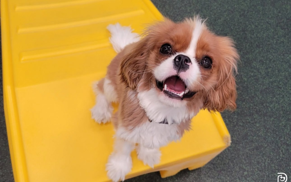 Learning Through Play: How Puppies Thrive at Dogtopia