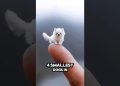 “Meet the 4 Smallest Dogs on Earth 🐶✨ (So Adorable!)” #dog #cat #animals #shorts #top4 #smalldog