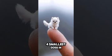 “Meet the 4 Smallest Dogs on Earth 🐶✨ (So Adorable!)” #dog #cat #animals #shorts #top4 #smalldog