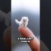 “Meet the 4 Smallest Dogs on Earth 🐶✨ (So Adorable!)” #dog #cat #animals #shorts #top4 #smalldog “Meet the 4 Smallest Dogs on Earth 🐶✨ (So Adorable!)” #dog #cat #animals #shorts #top4 #smalldog