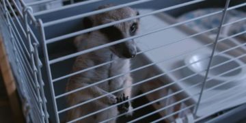 Mobile zoos | Freedom for Animals
