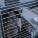 Mobile zoos | Freedom for Animals