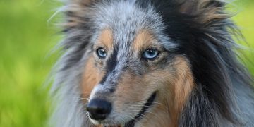 Navigating Puppy Parenthood: Your Ultimate Guide to Care and Training