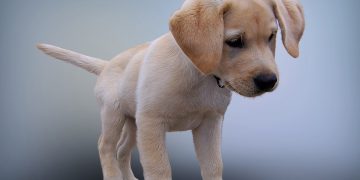 No More Mess: Training Tips to Curb Unwanted Behaviors