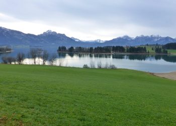 Nurturing Your New Best Friend: Key Care Tips for Puppies