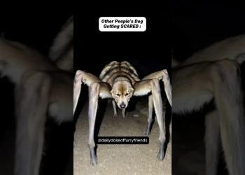 Other People’s Dogs Vs My Dog 😂 (pt.37) #shorts #dog