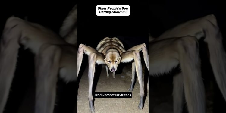 Other People’s Dogs Vs My Dog π (pt.37) #shorts #dog Other People’s Dogs Vs My Dog π (pt.37) #shorts #dog