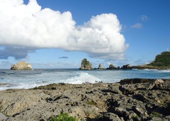 Pawsitively Perfect: Top Tips for Raising a Well-Behaved Puppy