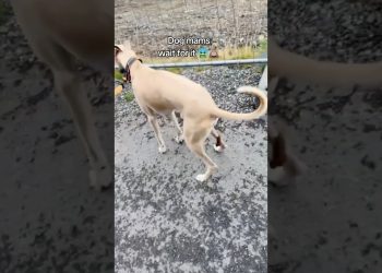 Picking up dog poop 🐶💩