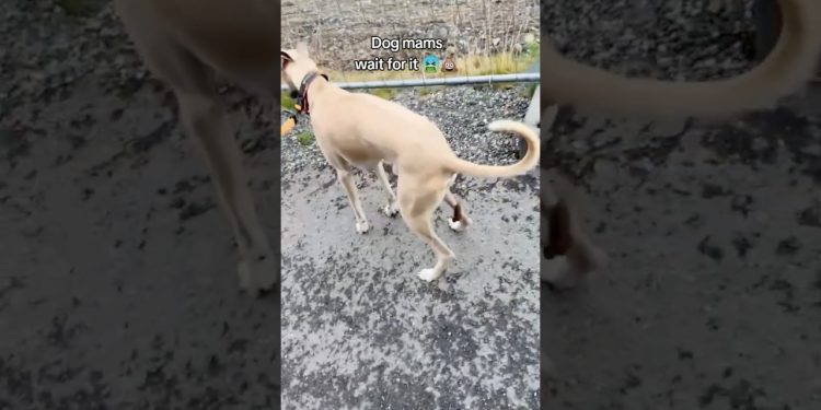 Picking up dog poop 🐶💩