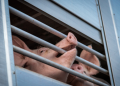 Pig transport fraud in Denmark reaches new heights