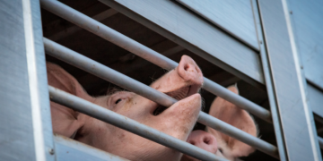 Pig transport fraud in Denmark reaches new heights