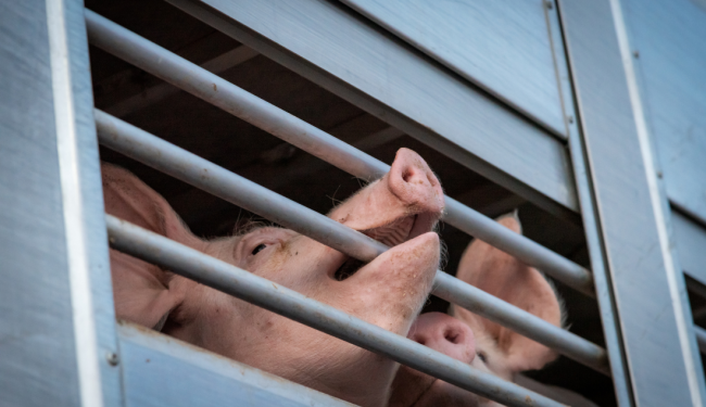 Pig transport fraud in Denmark reaches new heights