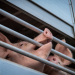 Pig transport fraud in Denmark reaches new heights
