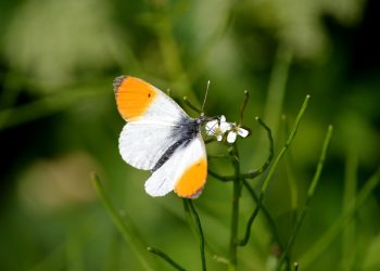 Puppy Care 101: Expert Tips for New Pet Parents