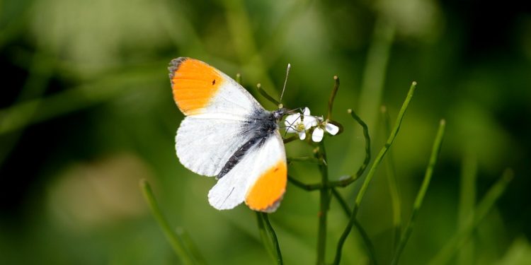 Puppy Care 101: Expert Tips for New Pet Parents