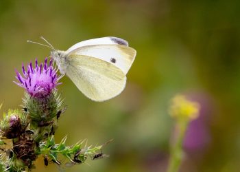 Puppy Love: Essential Tips for a Happy and Healthy Companion