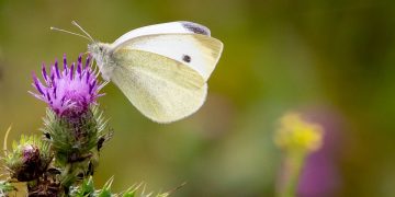 Puppy Love: Essential Tips for a Happy and Healthy Companion