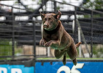 Puppy Playdates: Why Socialization is Key to a Happy Dog