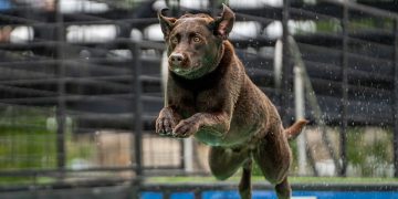 Puppy Playdates: Why Socialization is Key to a Happy Dog