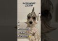 Ranking Funny Dog Videos! #funny #dog #shorts