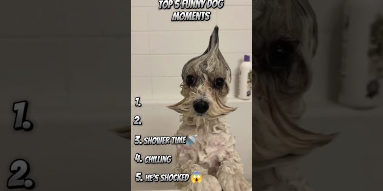 Ranking Funny Dog Videos! #funny #dog #shorts Ranking Funny Dog Videos! #funny #dog #shorts