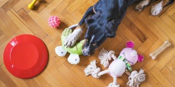 Safety First: Creating a Puppy-Proof Home