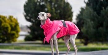 “Science” Announces The Most ‘Attractive’ Dog Breeds For 2026