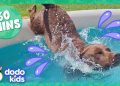 Splash Dogs Take Over The Pool…And We Love It! | Dodo Kids | 1 Hour Of Animal Videos