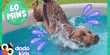 Splash Dogs Take Over The Pool…And We Love It! | Dodo Kids | 1 Hour Of Animal Videos