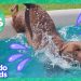 Splash Dogs Take Over The Pool…And We Love It! | Dodo Kids | 1 Hour Of Animal Videos Splash Dogs Take Over The Pool…And We Love It! | Dodo Kids | 1 Hour Of Animal Videos